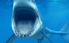 Французский остров Реюньон попрощается с сёрферами из-за акул